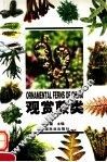 观赏蕨类