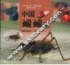 中国蝈蝈谱