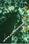 常青树  贵阳市县级干部学习贯彻科学发展观构建社会主义和谐社会理论调研文集