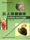 人体解剖学