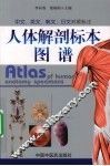 人体解剖标本图谱