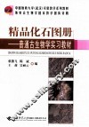 精品化石图册  普通古生物学实习教材