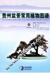 贵州盆景常用植物图谱