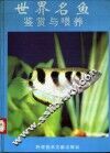 世界名鱼鉴赏与喂养