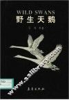 野生天鹅