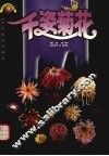 千姿菊花