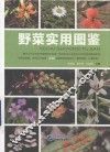野菜实用图鉴
