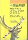 中国白唇鹿