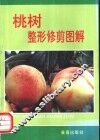 桃树整形修剪图解