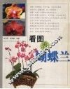 看图养蝴蝶兰