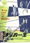 油菜的一生