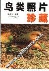 鸟类照片珍藏