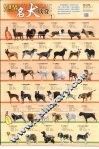 世界名犬欣赏挂图