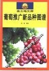 葡萄推广新品种图谱