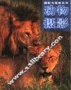 动物摄影