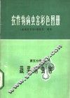 农作物病虫害彩色图册  第5分册  蔬菜病虫害