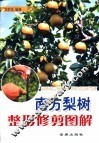 南方梨树整形修剪图解
