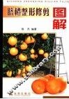 脐橙整形修剪图解
