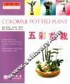 五彩盆栽