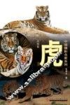 中国摄影名家系列  动物篇  虎集