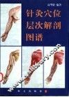 针灸穴位层次解剖图谱