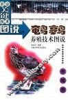 鹌鹑养殖技术图说