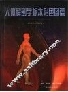 人体解剖学标本彩色图谱