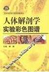人体解剖学实验彩色图谱
