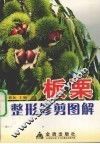 板栗整形修剪图解