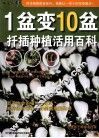 1盆变10盆  插插种植活用百科