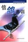 信鸽养训