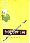 岱字棉15号典型性状图解