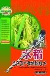水稻实用高产栽培新技术