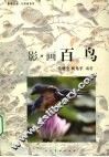 影画百鸟