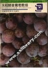 大粒鲜食葡萄栽培