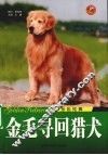 金毛寻回猎犬  金色炫舞