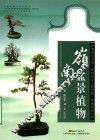 岭南盆景植物