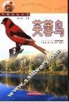 芙蓉鸟