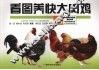 看图养快大肉鸡
