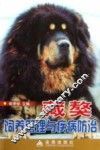 藏獒饲养管理与疾病防治
