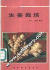 生姜栽培