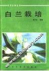 白兰栽培