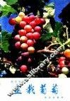 盆栽葡萄