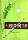 小麦因苗管理图册