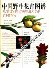 中国野生花卉图谱