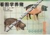 看图学养猪