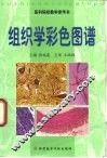 组织学彩色图谱