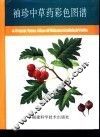 袖珍中草药彩色图谱