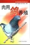 肉用鸽养殖