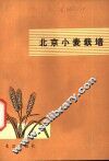北京小麦栽培